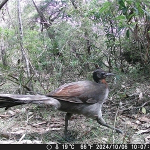 Menura novaehollandiae at Oakdale, NSW - 9 Oct 2024