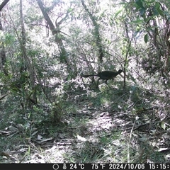 Menura novaehollandiae at Oakdale, NSW - suppressed