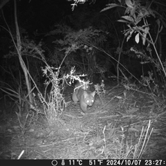 Trichosurus vulpecula (Common Brushtail Possum) at Oakdale, NSW - 9 Oct 2024 by bufferzone