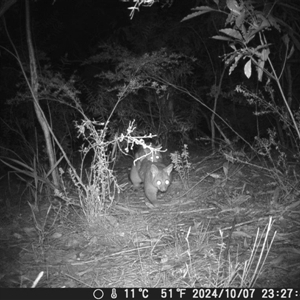 Trichosurus vulpecula (Common Brushtail Possum) at Oakdale, NSW by bufferzone