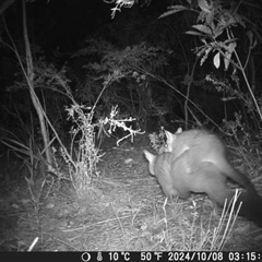 Trichosurus vulpecula at Oakdale, NSW - suppressed