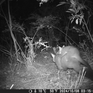 Trichosurus vulpecula at Oakdale, NSW - suppressed