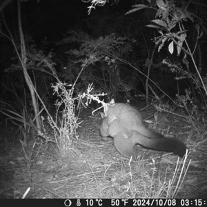 Trichosurus vulpecula at Oakdale, NSW - 9 Oct 2024