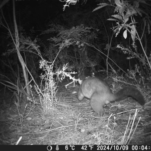 Trichosurus vulpecula at Oakdale, NSW - suppressed