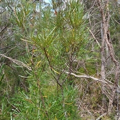 Lambertia formosa (Mountain Devil) at Barrengarry, NSW - 5 Oct 2024 by mahargiani