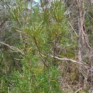 Lambertia formosa at Barrengarry, NSW - 5 Oct 2024