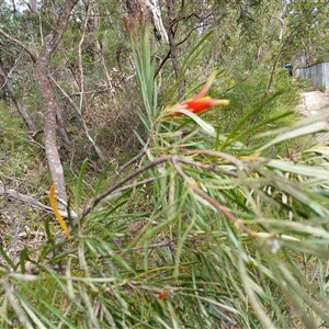 Lambertia formosa at Barrengarry, NSW - 5 Oct 2024