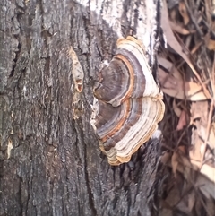 Trametes versicolor (Turkey Tail) at Barrengarry, NSW - 5 Oct 2024 by mahargiani