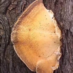 Trametes versicolor at Barrengarry, NSW - 5 Oct 2024 01:47 PM