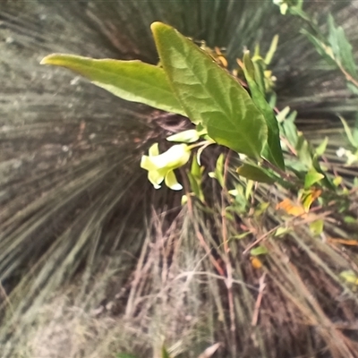 Billardiera scandens at Barrengarry, NSW - 5 Oct 2024 by mahargiani