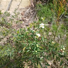 Gaudium trinerva (Paperbark Teatree) at Barrengarry, NSW - 5 Oct 2024 by mahargiani