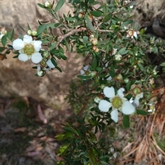 Gaudium trinervium at Barrengarry, NSW - 5 Oct 2024 01:50 PM