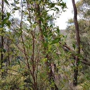 Dodonaea triquetra at Barrengarry, NSW - 5 Oct 2024 01:52 PM