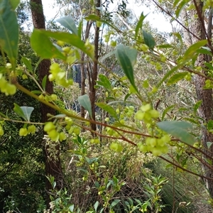 Dodonaea triquetra at Barrengarry, NSW - 5 Oct 2024 01:52 PM