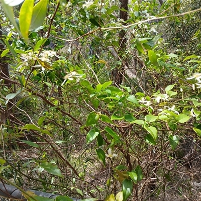 Clematis aristata (Mountain Clematis) at Barrengarry, NSW - 5 Oct 2024 by mahargiani