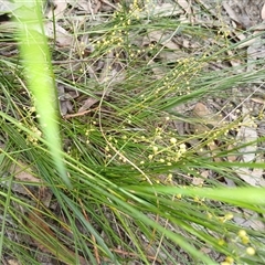 Lomandra filiformis at Barrengarry, NSW - 5 Oct 2024 by mahargiani