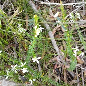 Tetratheca thymifolia at Barrengarry, NSW - 5 Oct 2024