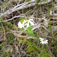 Tetratheca thymifolia at Barrengarry, NSW - 5 Oct 2024