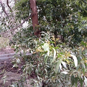 Acacia binervata (Two-veined Hickory) at Barrengarry, NSW by mahargiani