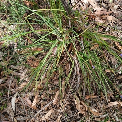 Patersonia sericea (silky purple-flag) at Barrengarry, NSW - 5 Oct 2024 by mahargiani