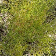 Caustis flexuosa (Curly Wigs) at Barrengarry, NSW - 5 Oct 2024 by mahargiani