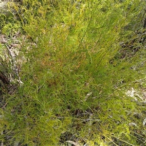 Caustis flexuosa at Barrengarry, NSW - suppressed