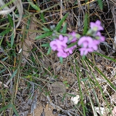 Mirbelia rubiifolia (Heathy Mirbelia) at Barrengarry, NSW - 5 Oct 2024 by mahargiani