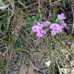 Mirbelia rubiifolia at Barrengarry, NSW - 5 Oct 2024 02:08 PM