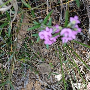 Mirbelia rubiifolia at Barrengarry, NSW - 5 Oct 2024 02:08 PM