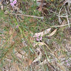 Mirbelia rubiifolia at Barrengarry, NSW - 5 Oct 2024 02:08 PM