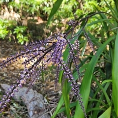 Cordyline stricta (Narrow-leaved Palm Lily) at Narooma, NSW - 9 Oct 2024 by BethanyDunne