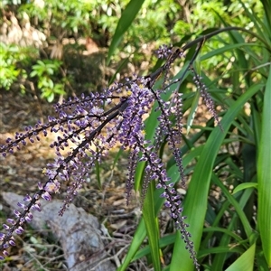 Cordyline stricta at Narooma, NSW - 9 Oct 2024