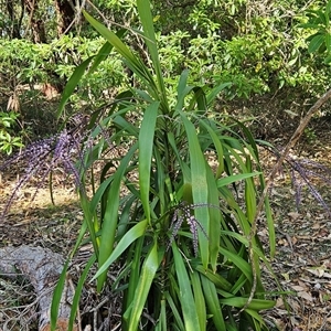 Cordyline stricta at Narooma, NSW - 9 Oct 2024