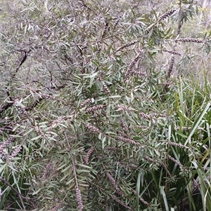 Melaleuca citrina at Fitzroy Falls, NSW by mahargiani