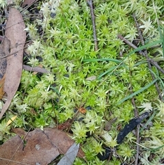 Unidentified Moss, Liverwort or Hornwort at Fitzroy Falls, NSW - 5 Oct 2024 by mahargiani