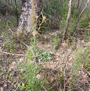 Grevillea linearifolia (Linear Leaf Grevillea) at Fitzroy Falls, NSW by mahargiani