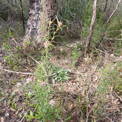 Grevillea linearifolia (Linear Leaf Grevillea) at Fitzroy Falls, NSW - 5 Oct 2024 by mahargiani