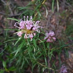 Grevillea linearifolia at Fitzroy Falls, NSW - 5 Oct 2024 03:13 PM