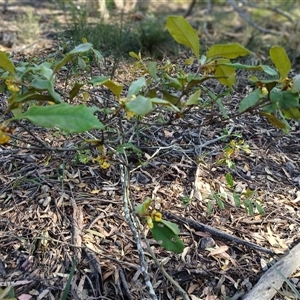 Pittosporum revolutum at North Nowra, NSW - 6 Oct 2024 09:09 AM