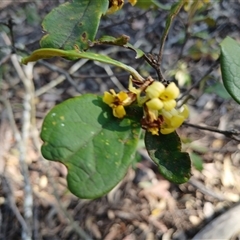 Pittosporum revolutum at North Nowra, NSW - 6 Oct 2024 09:09 AM