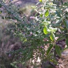 Prostanthera incana (Velvet Mint-bush) at North Nowra, NSW - 6 Oct 2024 by mahargiani