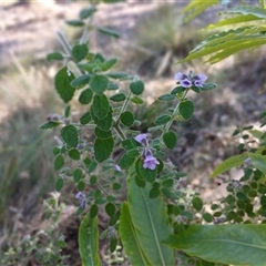 Prostanthera incana at North Nowra, NSW - 6 Oct 2024 09:10 AM