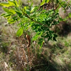 Senna septemtrionalis (Winter Senna, Arsenuc Bush) at North Nowra, NSW - 6 Oct 2024 by mahargiani