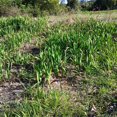 Watsonia meriana var. bulbillifera (Bulbil Watsonia) at North Nowra, NSW - 6 Oct 2024 by mahargiani