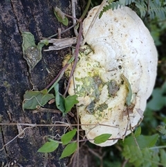 Trametes sp. at North Nowra, NSW - 6 Oct 2024 by mahargiani