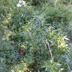 Solanum laxum at North Nowra, NSW - 6 Oct 2024 by mahargiani