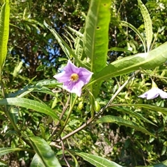 Solanum aviculare (Kangaroo Apple) at North Nowra, NSW - 5 Oct 2024 by mahargiani