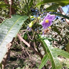 Solanum aviculare at North Nowra, NSW - 6 Oct 2024