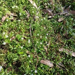 Stellaria media (Common Chickweed) at North Nowra, NSW - 6 Oct 2024 by mahargiani