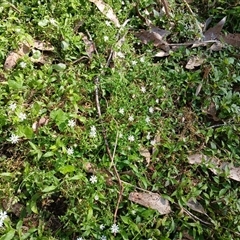 Stellaria media (Common Chickweed) at North Nowra, NSW - 5 Oct 2024 by mahargiani